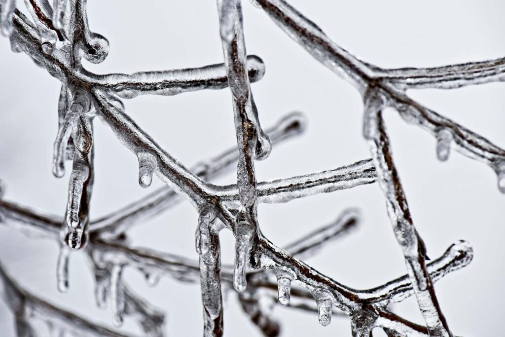 Ice on branches